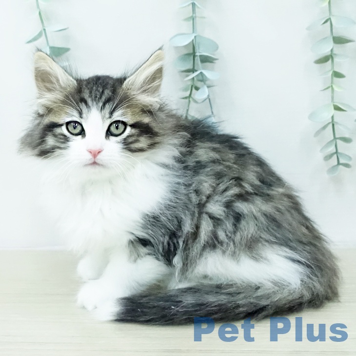 ノルウェージャンフォレストキャットの写真2