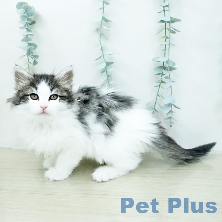 ノルウェージャンフォレストキャットの写真2