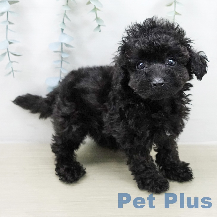 神奈川県のトイプードル(トイ) (ペットプラス テラスモール湘南店/2026年1月29日生まれ/男の子/ブラック)の子犬