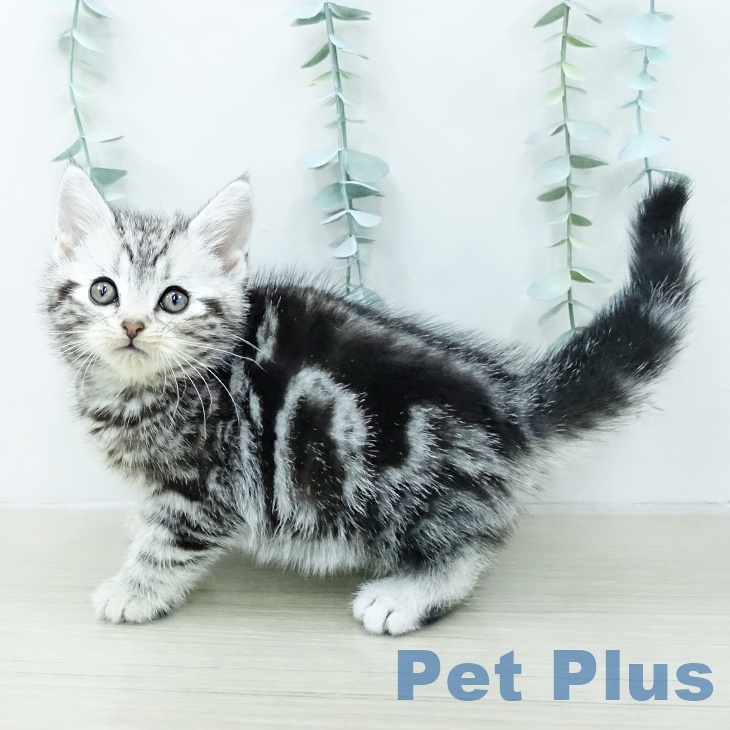 アメリカンショートヘア