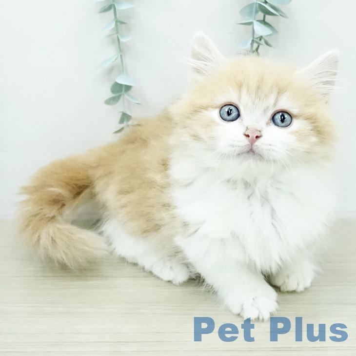 東京都のマンチカン (ペットプラス 大井町トラックス店/2026年2月4日生まれ/男の子/クリームタビーホワイト)の子猫の1枚目の画像