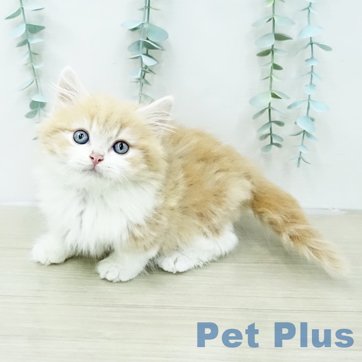 東京都のマンチカン (ペットプラス 大井町トラックス店/2026年2月4日生まれ/男の子/クリームタビーホワイト)の子猫の2枚目の画像