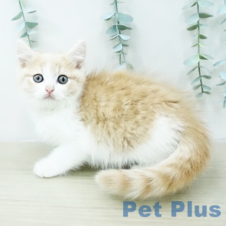 埼玉県のスコティッシュフォールド (ペットプラス 浦和美園店/2026年1月28日生まれ/男の子/クリームタビーホワイト)の子猫の1枚目の画像