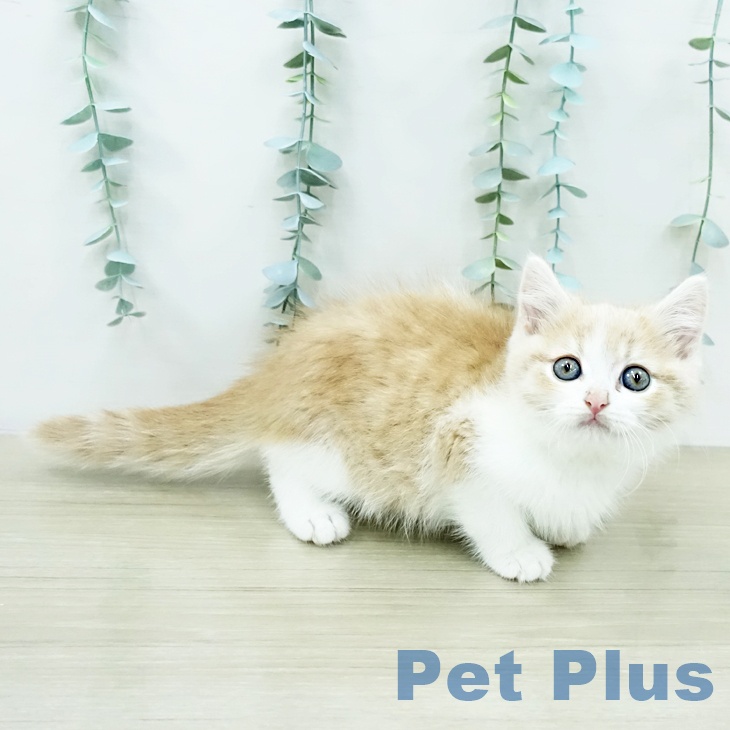 埼玉県のスコティッシュフォールド (ペットプラス 浦和美園店/2026年1月28日生まれ/男の子/クリームタビーホワイト)の子猫の2枚目の画像