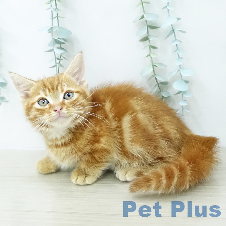 茨城県のマンチカン (ペットプラス つくば店/2026年1月27日生まれ/男の子/レッドタビー)の子猫の1枚目の画像