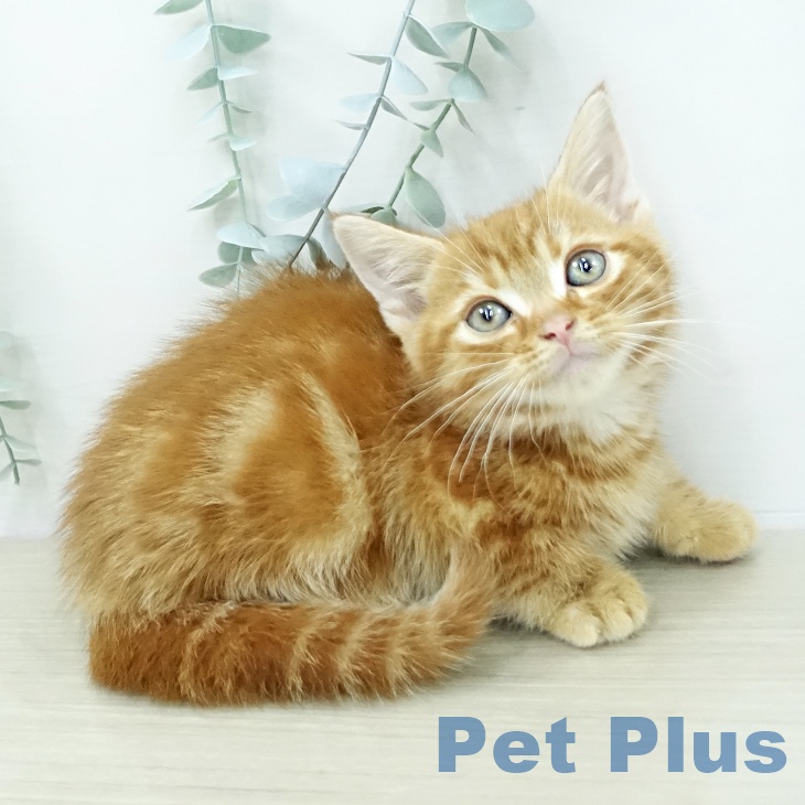 茨城県のマンチカン (ペットプラス つくば店/2026年1月27日生まれ/男の子/レッドタビー)の子猫の2枚目の画像