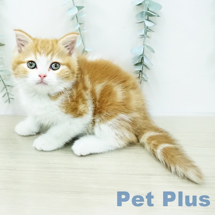 スコティッシュフォールド