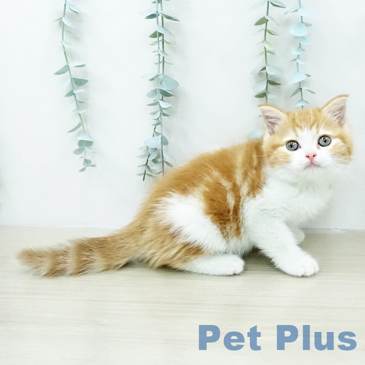 スコティッシュフォールド