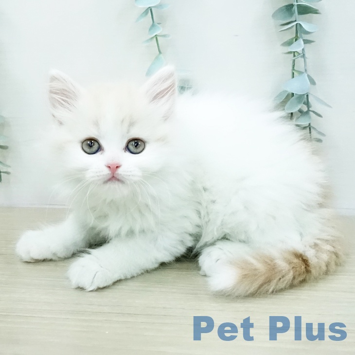 スコティッシュフォールドの写真2