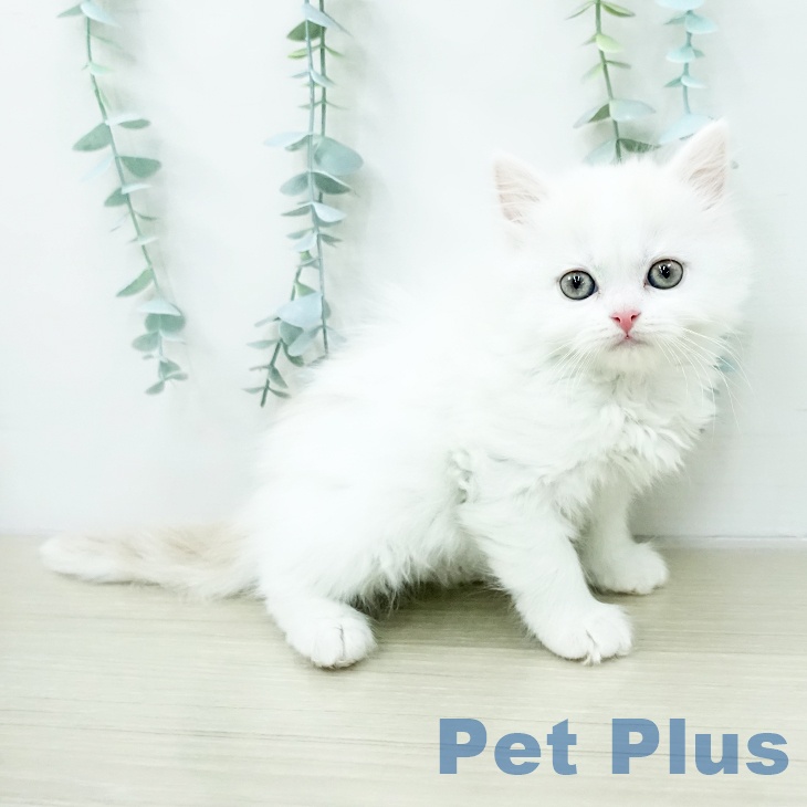 埼玉県のスコティッシュフォールド (ペットプラス ららぽーと新三郷店/2026年2月1日生まれ/女の子/クリームタビーホワイト)の子猫の1枚目の画像