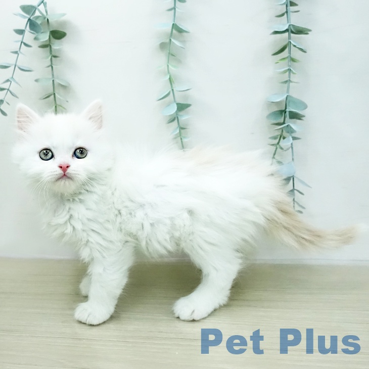 埼玉県のスコティッシュフォールド (ペットプラス ららぽーと新三郷店/2026年2月1日生まれ/女の子/クリームタビーホワイト)の子猫の2枚目の画像