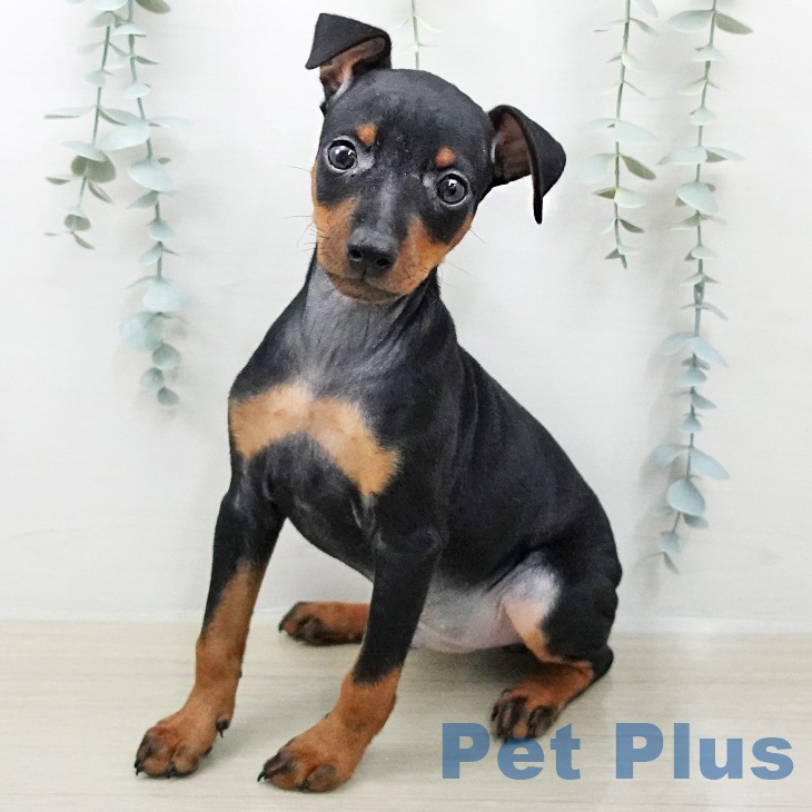 ミニチュア・ピンシャー