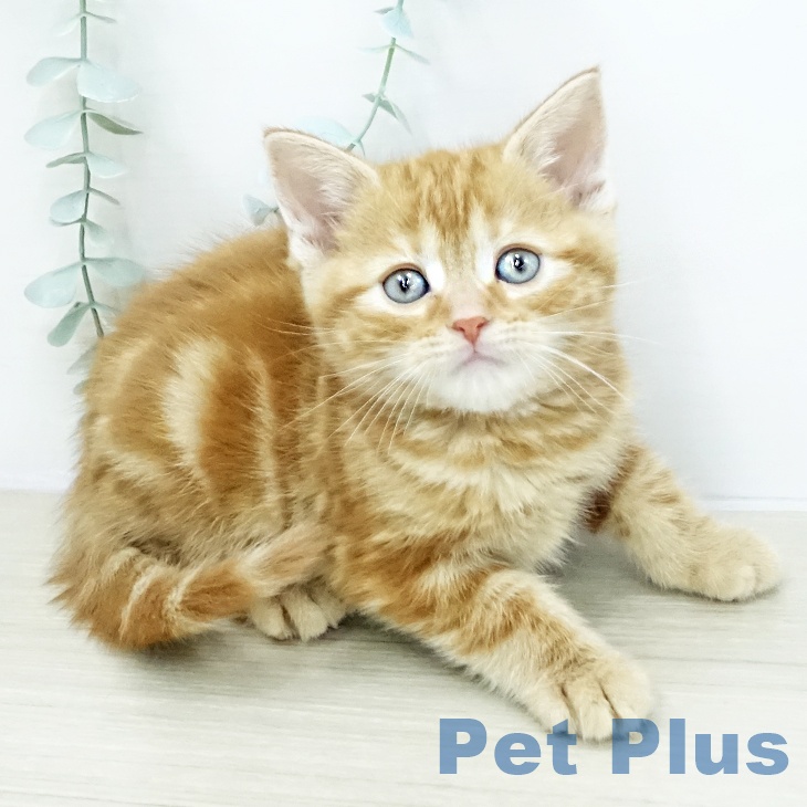 埼玉県のアメリカンショートヘアー (ペッツワン 浦和美園店/2026年2月2日生まれ/男の子/レッドタビー)の子猫の1枚目の画像