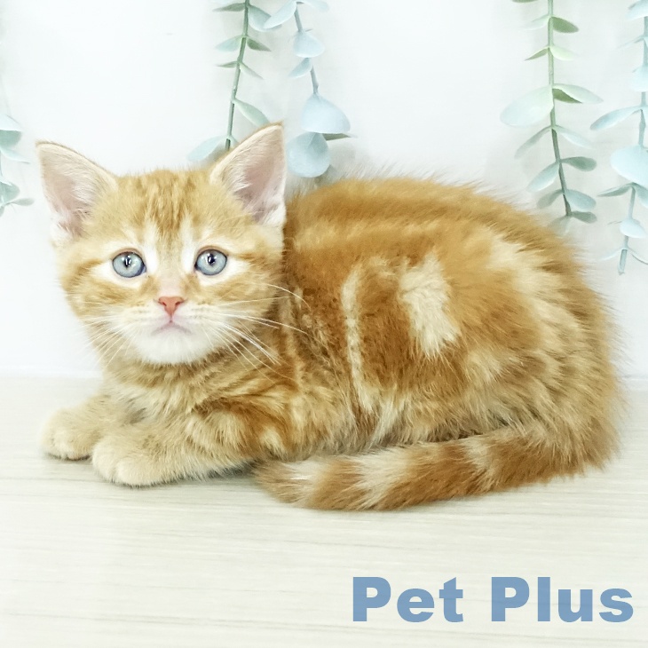 埼玉県のアメリカンショートヘアー (ペッツワン 浦和美園店/2026年2月2日生まれ/男の子/レッドタビー)の子猫の2枚目の画像