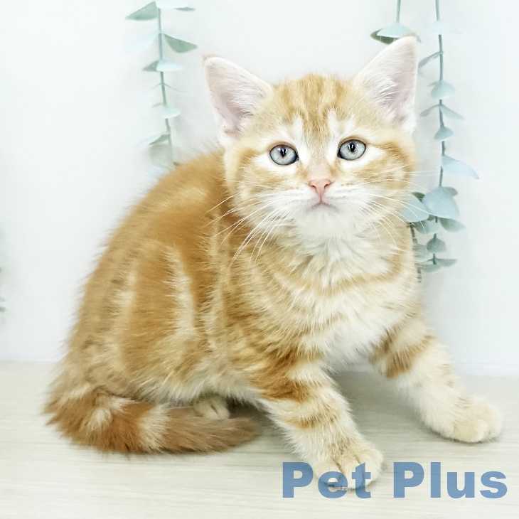 神奈川県のアメリカンショートヘアー (ペットプラス テラスモール湘南店/2026年2月2日生まれ/女の子/レッドタビー)の子猫