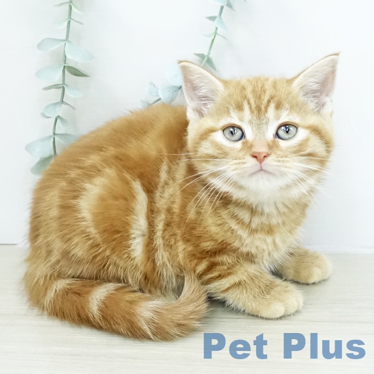 アメリカンショートヘア