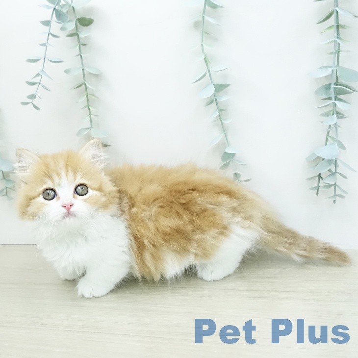 マンチカンの写真2