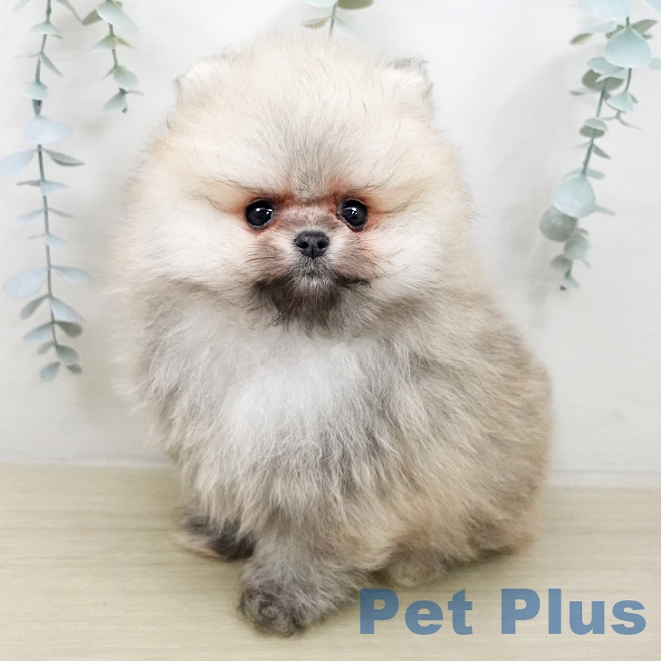ポメラニアンの写真2