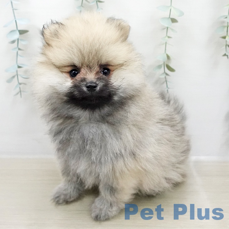 埼玉県のポメラニアン (ペットプラス ピオニウォーク東松山店/2026年2月4日生まれ/女の子/オレンジ)の子犬の1枚目の画像