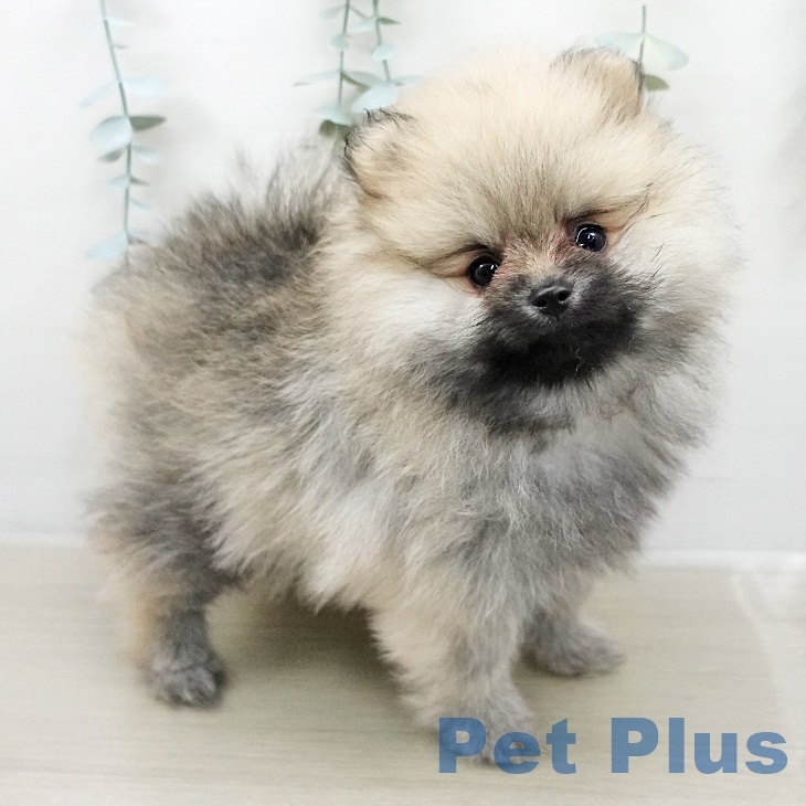 埼玉県のポメラニアン (ペットプラス ピオニウォーク東松山店/2026年2月4日生まれ/女の子/オレンジ)の子犬の2枚目の画像