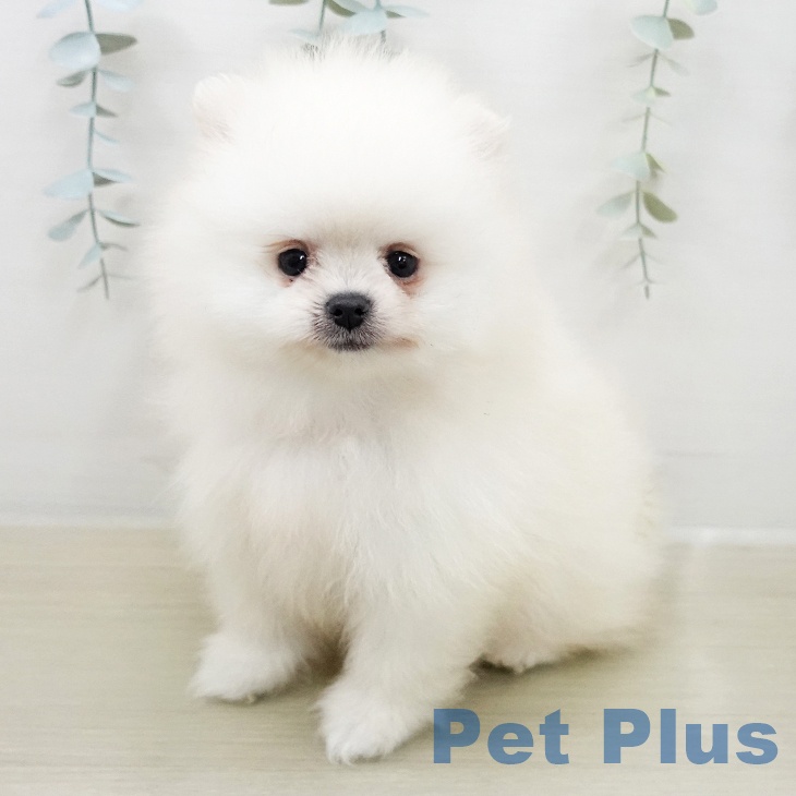 ポメラニアンの写真2