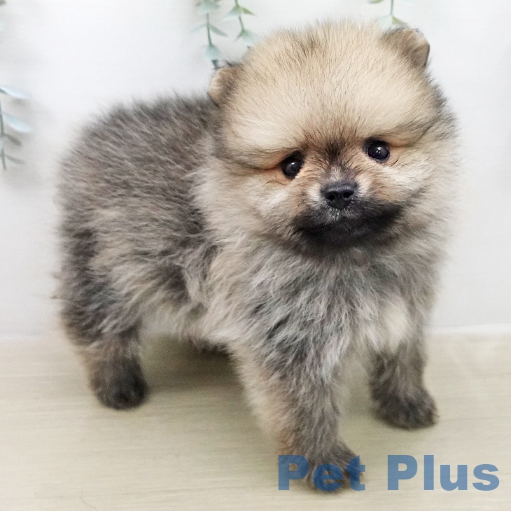ポメラニアンの写真2