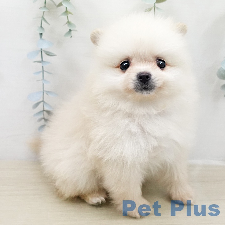 埼玉県のポメラニアン (ペットプラス ピオニウォーク東松山店/2026年2月3日生まれ/男の子/クリーム)の子犬の1枚目の画像