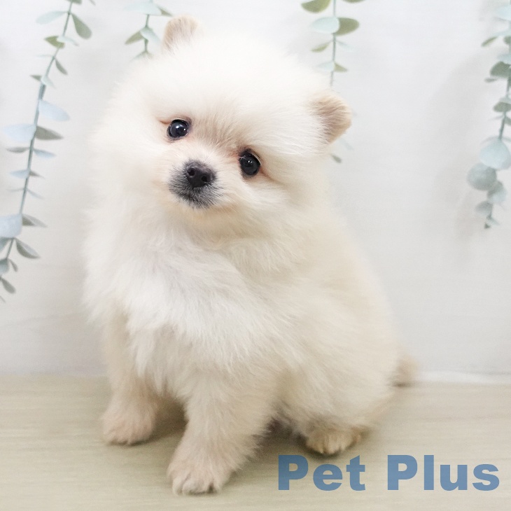 埼玉県のポメラニアン (ペットプラス ピオニウォーク東松山店/2026年2月3日生まれ/男の子/クリーム)の子犬の2枚目の画像