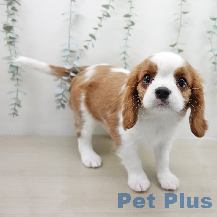 キャバリア・キングチャールズ・スパニエルの写真2