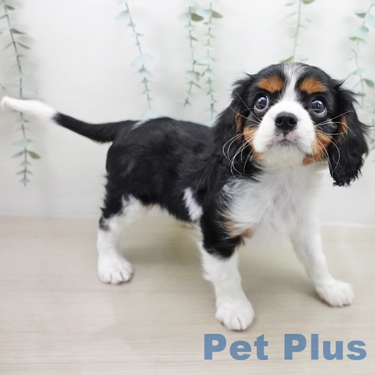 キャバリア・キングチャールズ・スパニエル