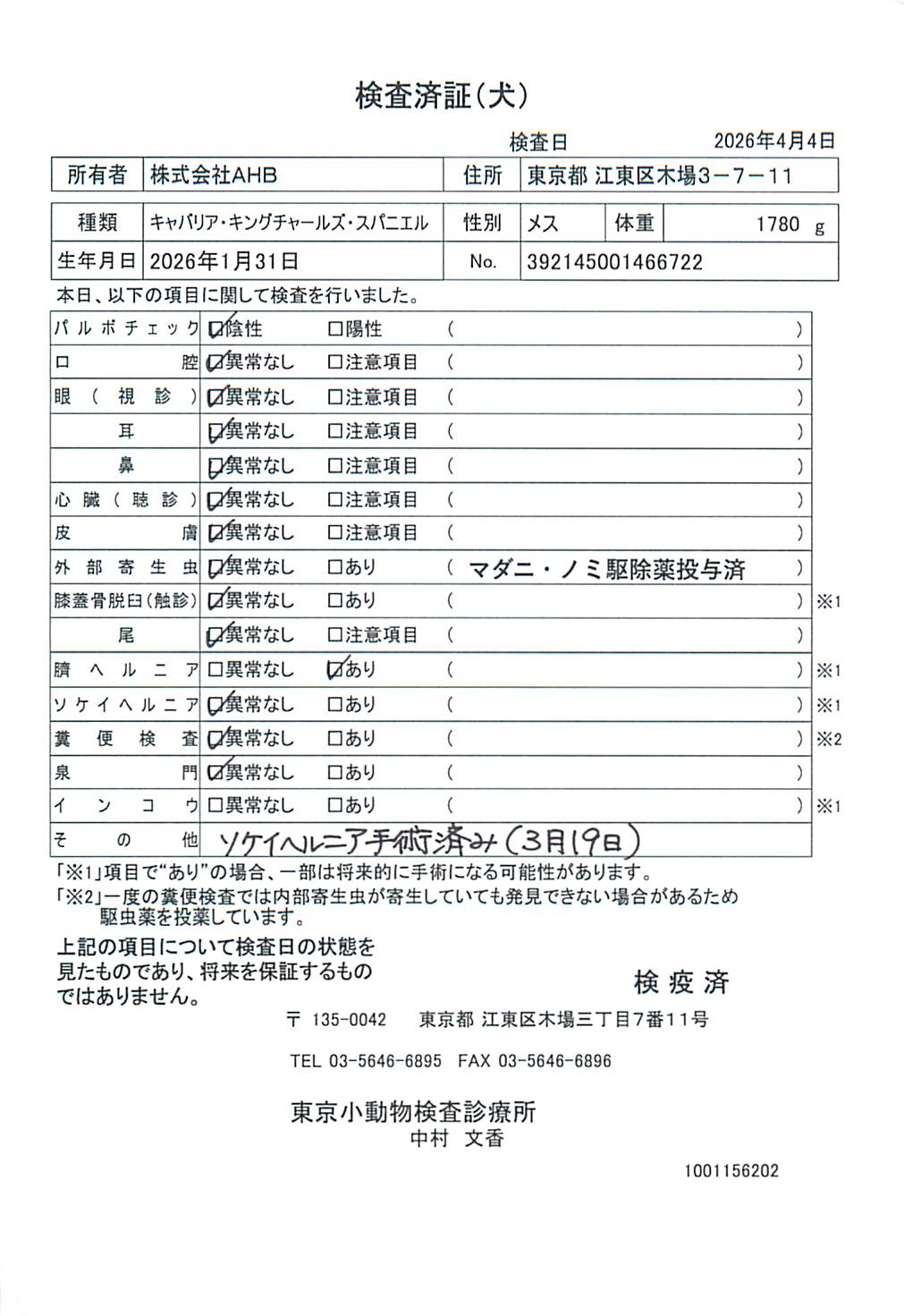 キャバリア・キングチャールズ・スパニエル