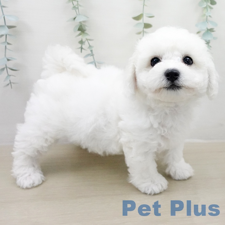 ビション・フリーゼ