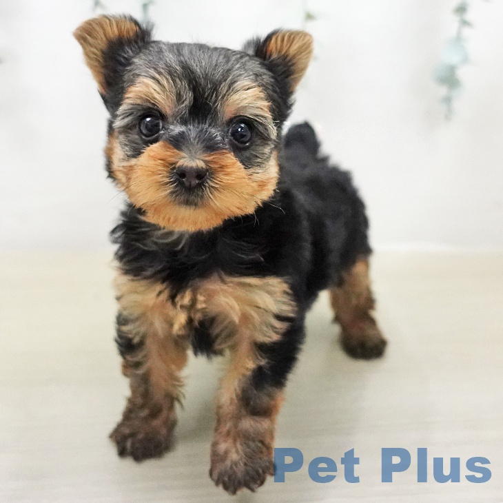 東京都のヨークシャーテリア (ペットプラス アクアシティお台場店/2026年2月3日生まれ/女の子/スチールブルータン)の子犬の1枚目の画像