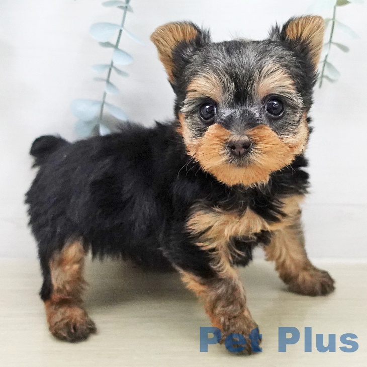 東京都のヨークシャーテリア (ペットプラス アクアシティお台場店/2026年2月3日生まれ/女の子/スチールブルータン)の子犬の2枚目の画像