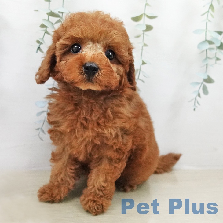 千葉県のトイプードル(トイ) (ペッツワン 千葉ニュータウン店/2026年2月5日生まれ/女の子/レッド)の子犬の1枚目の画像