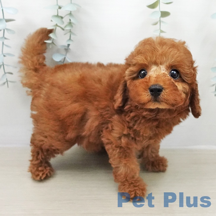 千葉県のトイプードル(トイ) (ペッツワン 千葉ニュータウン店/2026年2月5日生まれ/女の子/レッド)の子犬の2枚目の画像