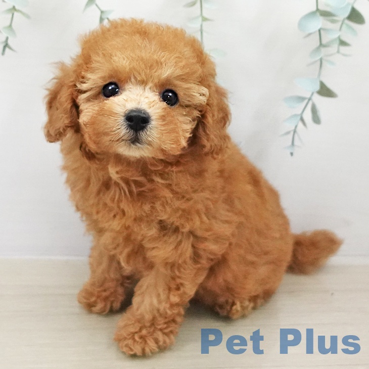 埼玉県のトイプードル(トイ) (ペットプラス ピオニウォーク東松山店/2026年2月5日生まれ/女の子/レッド)の子犬の1枚目の画像