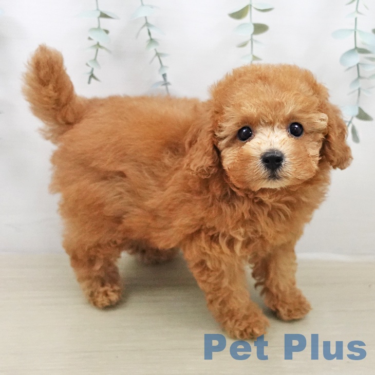 埼玉県のトイプードル(トイ) (ペットプラス ピオニウォーク東松山店/2026年2月5日生まれ/女の子/レッド)の子犬の2枚目の画像