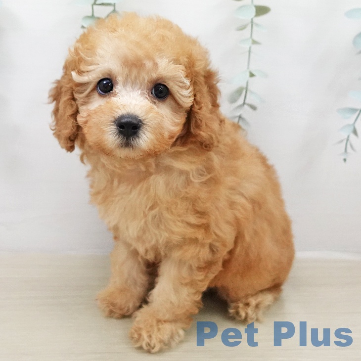 神奈川県のトイプードル(トイ) (ペットプラス 湘南平塚店/2026年2月5日生まれ/女の子/アプリコット)の子犬