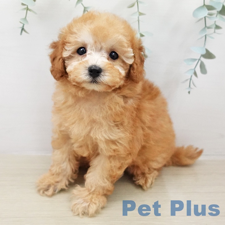 千葉県のトイプードル(トイ) (ペットプラス 幕張新都心店/2026年2月5日生まれ/女の子/アプリコット)の子犬の1枚目の画像