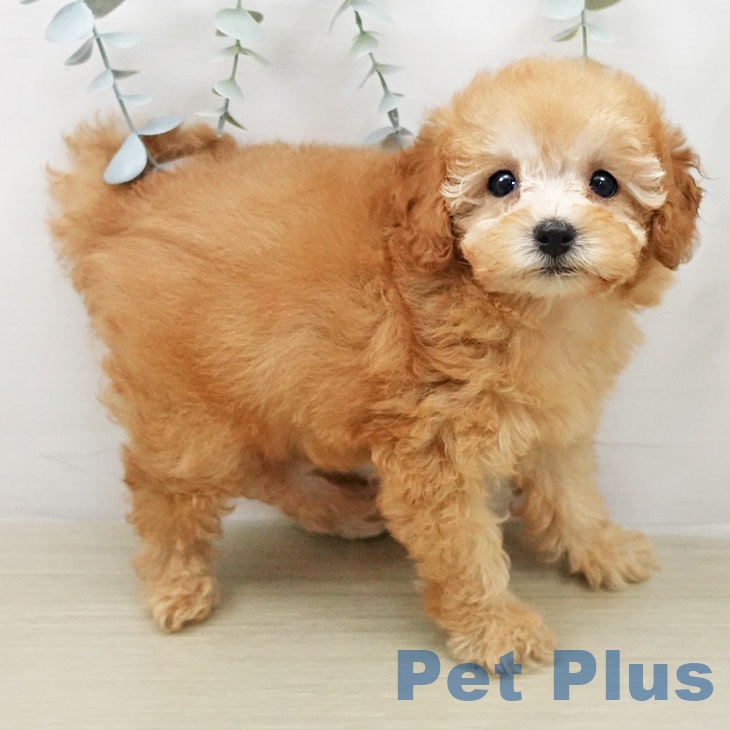 千葉県のトイプードル(トイ) (ペットプラス 幕張新都心店/2026年2月5日生まれ/女の子/アプリコット)の子犬の2枚目の画像