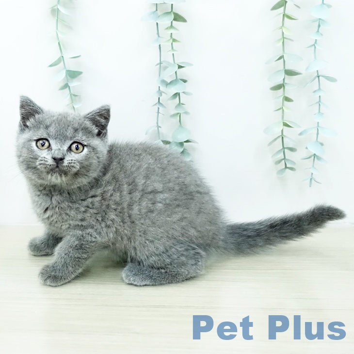 ブリティッシュショートヘア