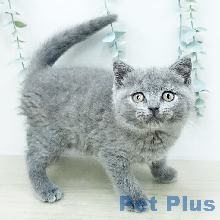 ブリティッシュショートヘアの写真2