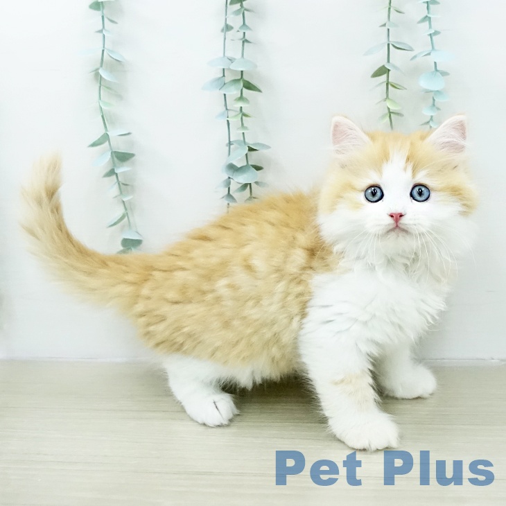 埼玉県のサイベリアン (ペットプラス ららぽーと富士見店/2026年1月29日生まれ/男の子/レッドタビーホワイト)の子猫の1枚目の画像