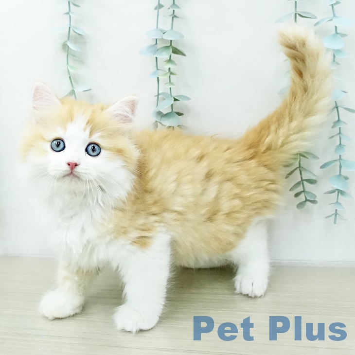 埼玉県のサイベリアン (ペットプラス ららぽーと富士見店/2026年1月29日生まれ/男の子/レッドタビーホワイト)の子猫の2枚目の画像