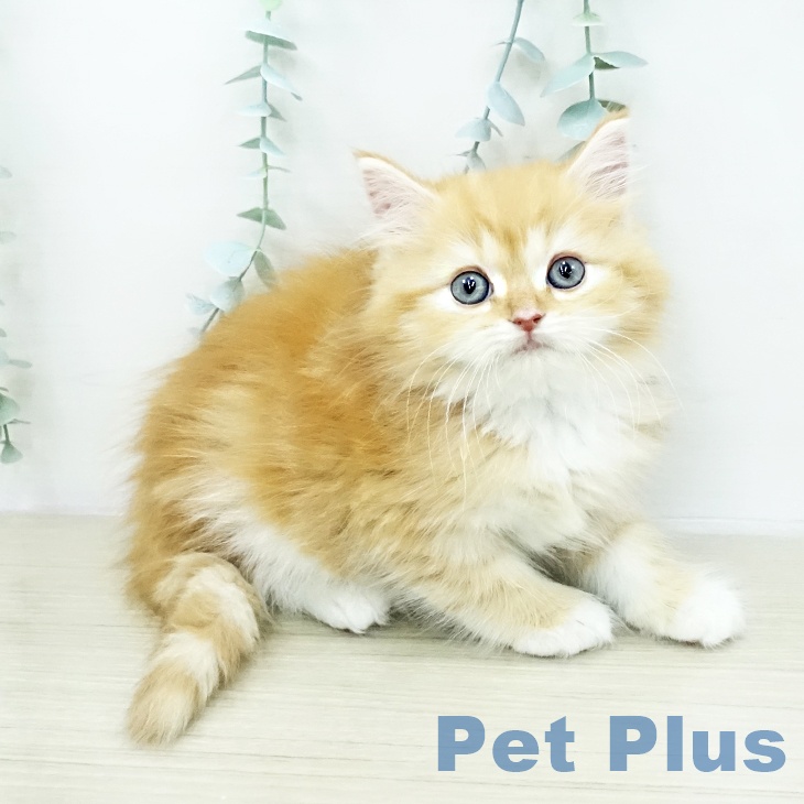 サイベリアンの写真2