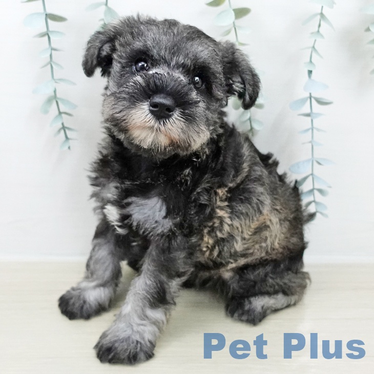 ミニチュア・シュナウザー