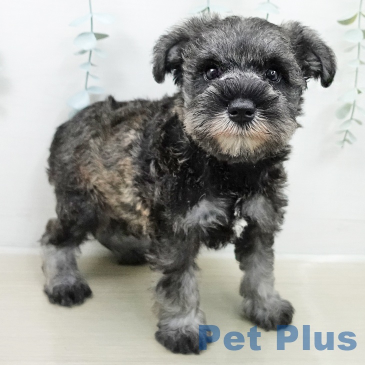 ミニチュア・シュナウザーの写真2