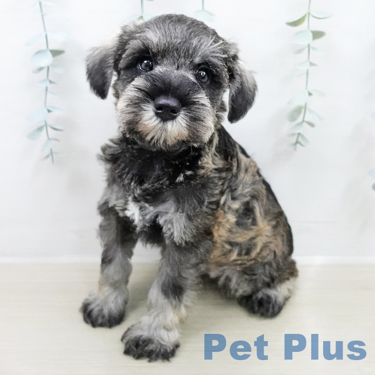 神奈川県のミニチュアシュナウザー (ペットプラス 座間店/2026年2月5日生まれ/男の子/ソルトペッパー)の子犬の1枚目の画像