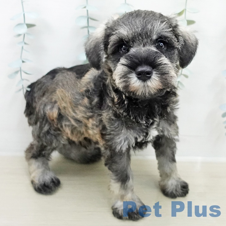 神奈川県のミニチュアシュナウザー (ペットプラス 座間店/2026年2月5日生まれ/男の子/ソルトペッパー)の子犬の2枚目の画像